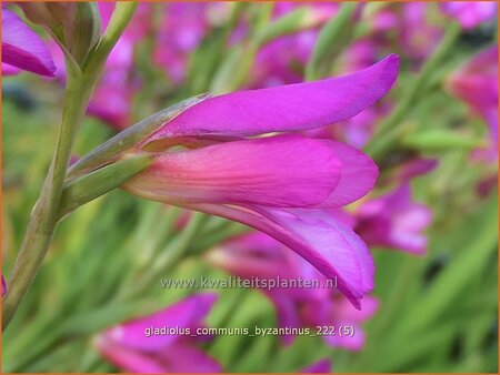 Gladiolus communis subsp. byzantinus