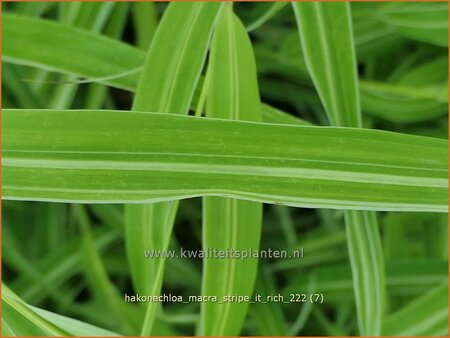 Hakonechloa macra &#39;Stripe it Rich&#39;