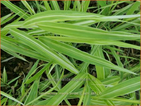 Hakonechloa macra &#39;Stripe it Rich&#39;