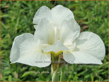 Iris sibirica &#39;Gull&#39;s Wing&#39;