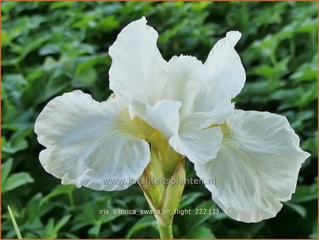 Iris sibirica &#39;Swans in Flight&#39;