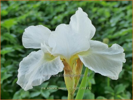 Iris sibirica &#39;Swans in Flight&#39;