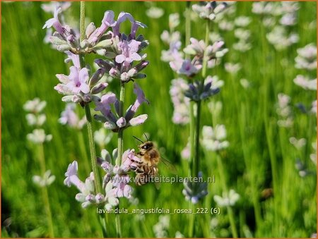 Lavandula angustifolia &#39;Rosea&#39;