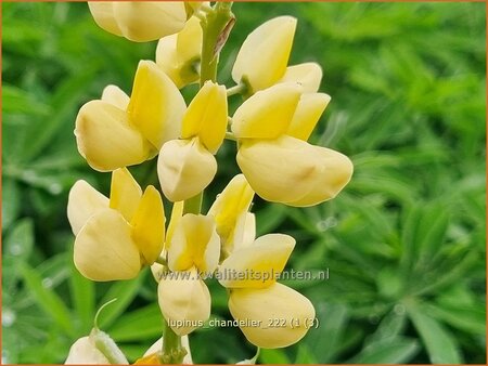 Lupinus &#39;Chandelier&#39;