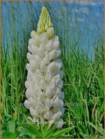 Lupinus &#39;Polar Princess&#39; (pot 11 cm)