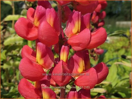 Lupinus &#39;Towering Inferno&#39; (pot 11 cm)