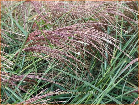 Miscanthus sinensis &#39;Sarabande&#39; (pot 11 cm)