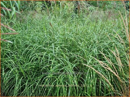 Miscanthus sinensis &#39;Zebrinus&#39; (pot 11 cm)