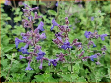 Nepeta faassenii &#39;Kit Cat&#39;