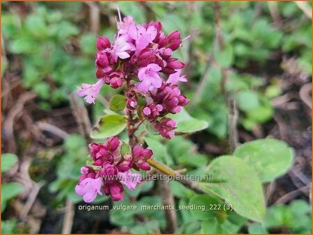 Origanum vulgare &#39;Marchants Seedling&#39;