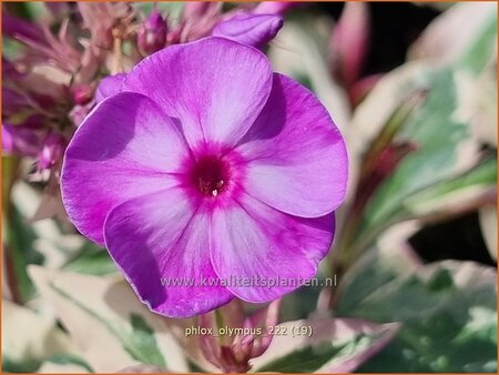 Phlox &#39;Olympus&#39;