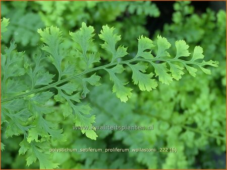 Polystichum setiferum &#39;Proliferum Wollastonii&#39;