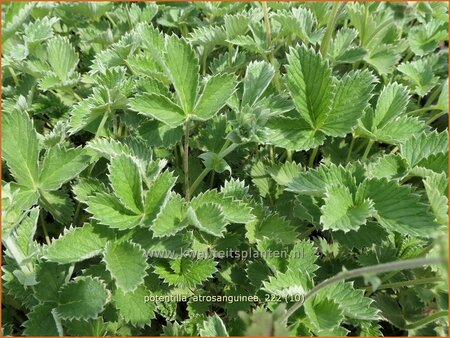 Potentilla atrosanguinea