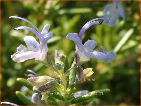 Rosmarinus officinalis &#39;Corsican Blue&#39;
