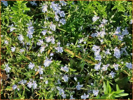 Rosmarinus officinalis &#39;Corsican Blue&#39;