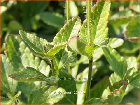 Salvia forreri