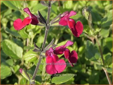 Salvia greggii &#39;Cherry Lips&#39;