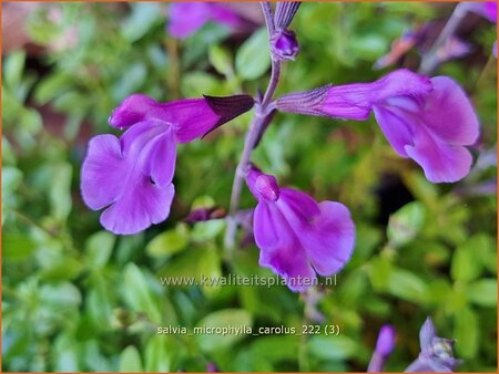 Salvia microphylla 'Carolus'