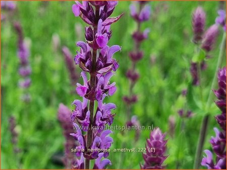 Salvia nemorosa &#39;Amethyst&#39;