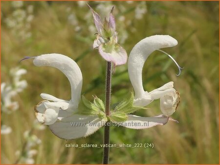 Salvia sclarea &#39;Vatican White&#39;