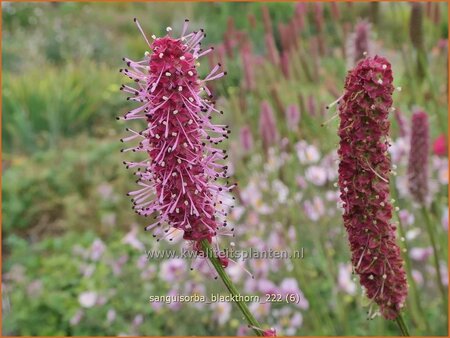 Sanguisorba &#39;Blackthorn&#39;