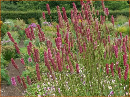 Sanguisorba &#39;Blackthorn&#39;