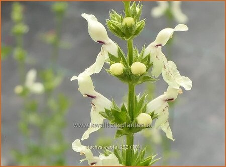 Stachys recta