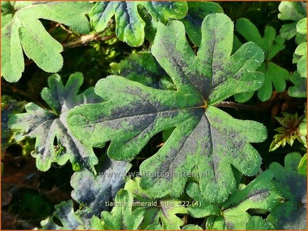 Tiarella &#39;Emerald Ellie&#39;