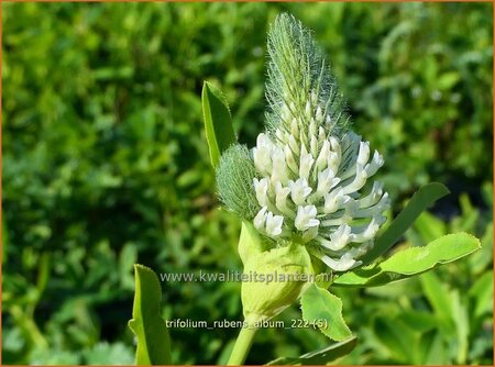 Trifolium rubens &#39;Album&#39;