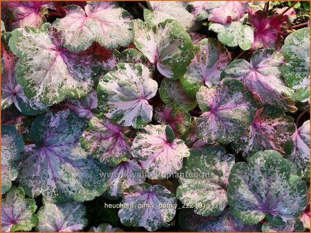 Heuchera &#39;Pinky Panky&#39;