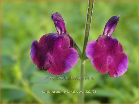 Salvia greggii &#39;Oriental Dove&#39;