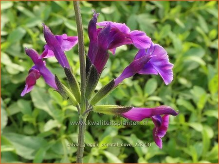 Salvia greggii &#39;Oriental Dove&#39;