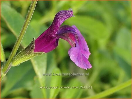 Salvia greggii &#39;Oriental Dove&#39;