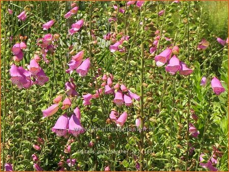 Digitalis purpurea &#39;Panther&#39;