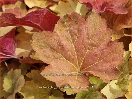 Heuchera &#39;Big Top Caramel Apple&#39;