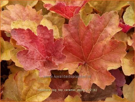 Heuchera &#39;Big Top Caramel Apple&#39;