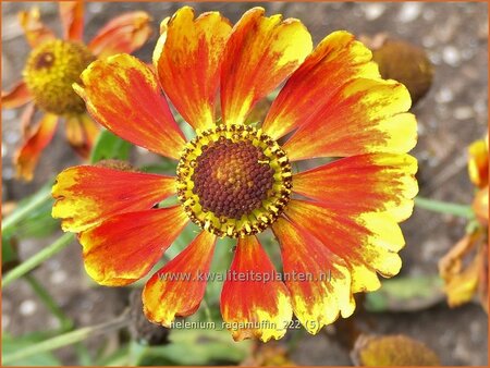 Helenium &#39;Ragamuffin&#39;