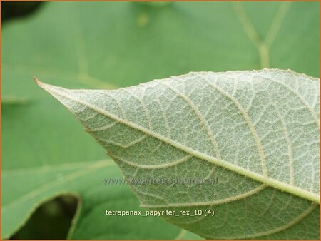 Tetrapanax papyrifer &#39;Rex&#39; (pot 11 cm)