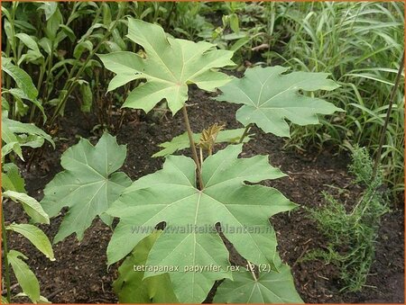 Tetrapanax papyrifer &#39;Rex&#39; (pot 11 cm)