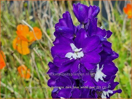 Delphinium &#39;Magic Fountains Dark Blue White Bee&#39;