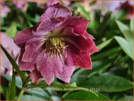 Helleborus orientalis &#39;Double Dark Pink&#39;