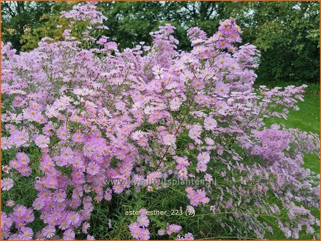 Aster &#39;Esther&#39;