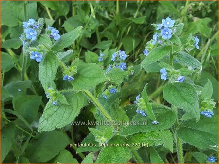 Pentaglottis sempervirens