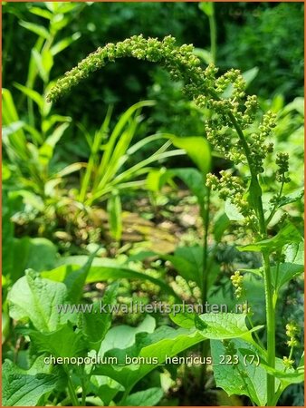 Chenopodium bonus-henricus