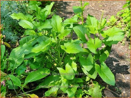 Chenopodium bonus-henricus