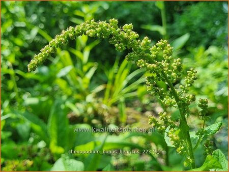 Chenopodium bonus-henricus