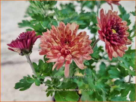 Chrysanthemum &#39;Herbstbrokat&#39;