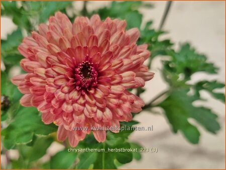 Chrysanthemum &#39;Herbstbrokat&#39;