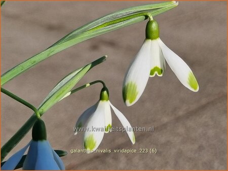 Galanthus nivalis &#39;Viridapice&#39;