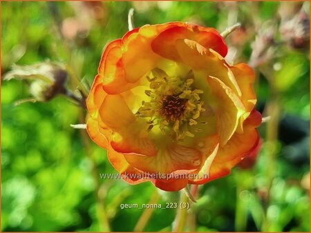 Geum &#39;Nonna&#39;